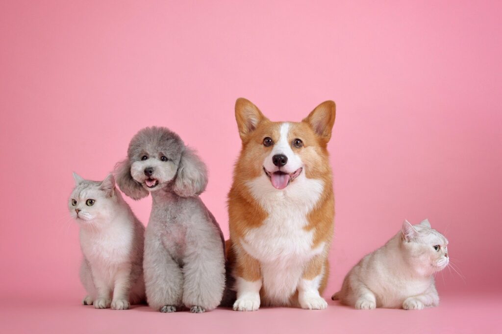 Pets Cute Cat Dog Cute Wallpaper Pink Animals