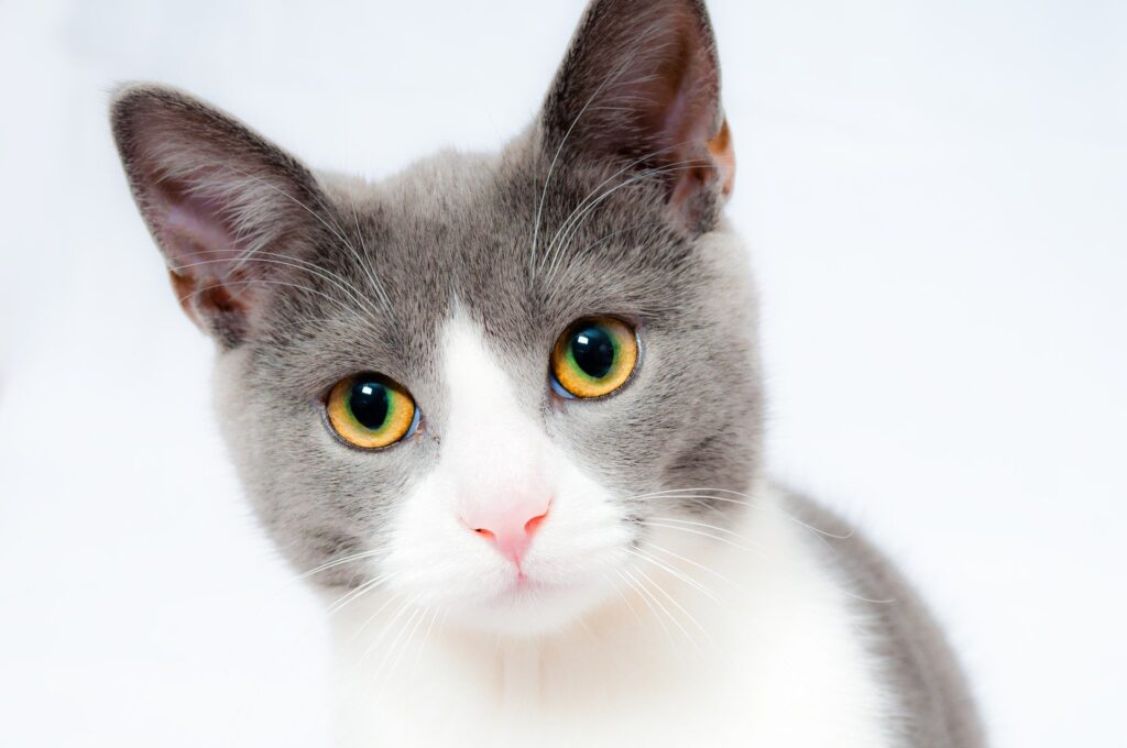 Cat Pet Animal Face Whiskers Fur Domestic Cat